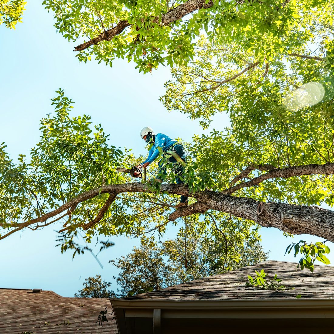 Arborist working up in a tree canopy with a chainsaw, roped and helmeted