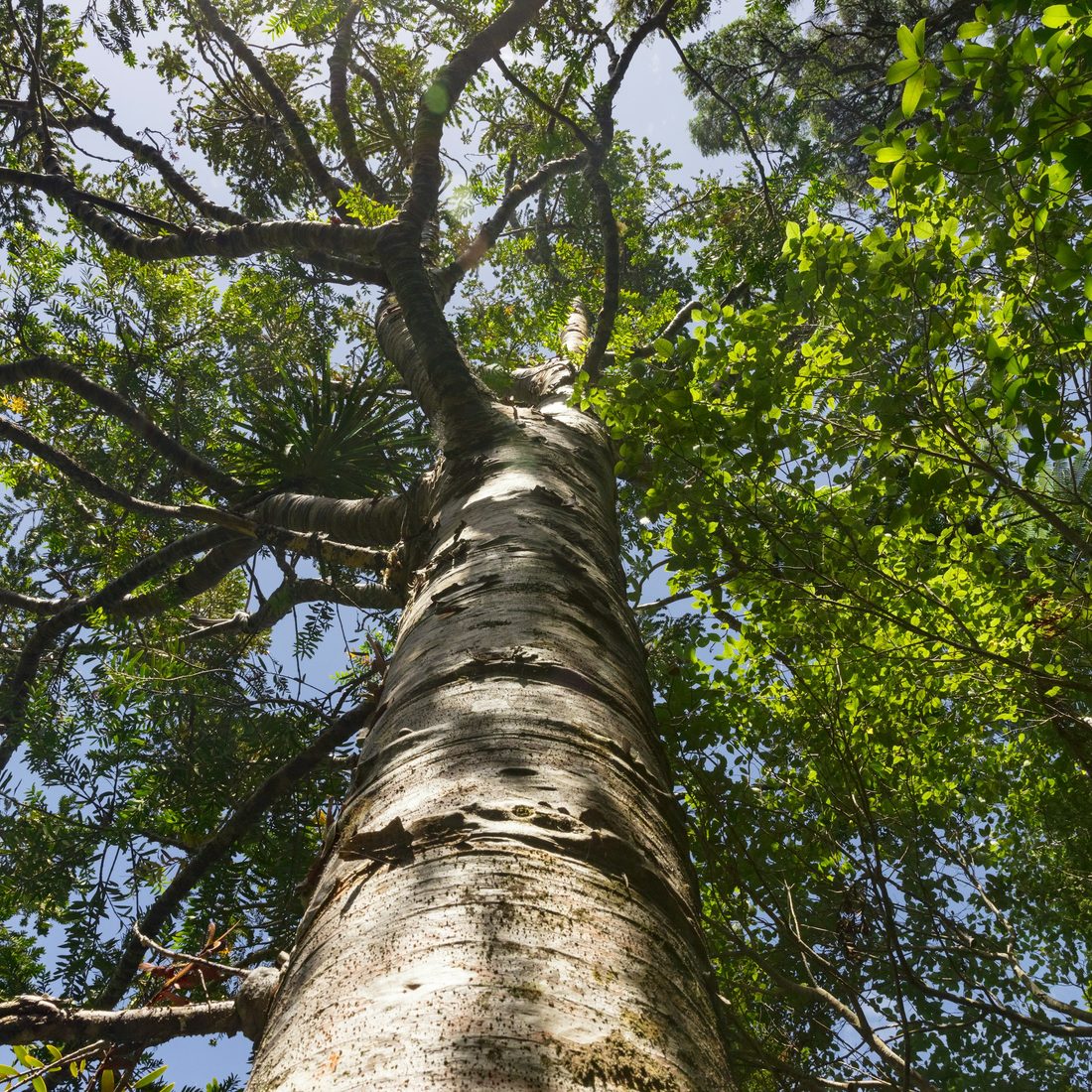 Looking straight up a tall tree trunk into the canopy