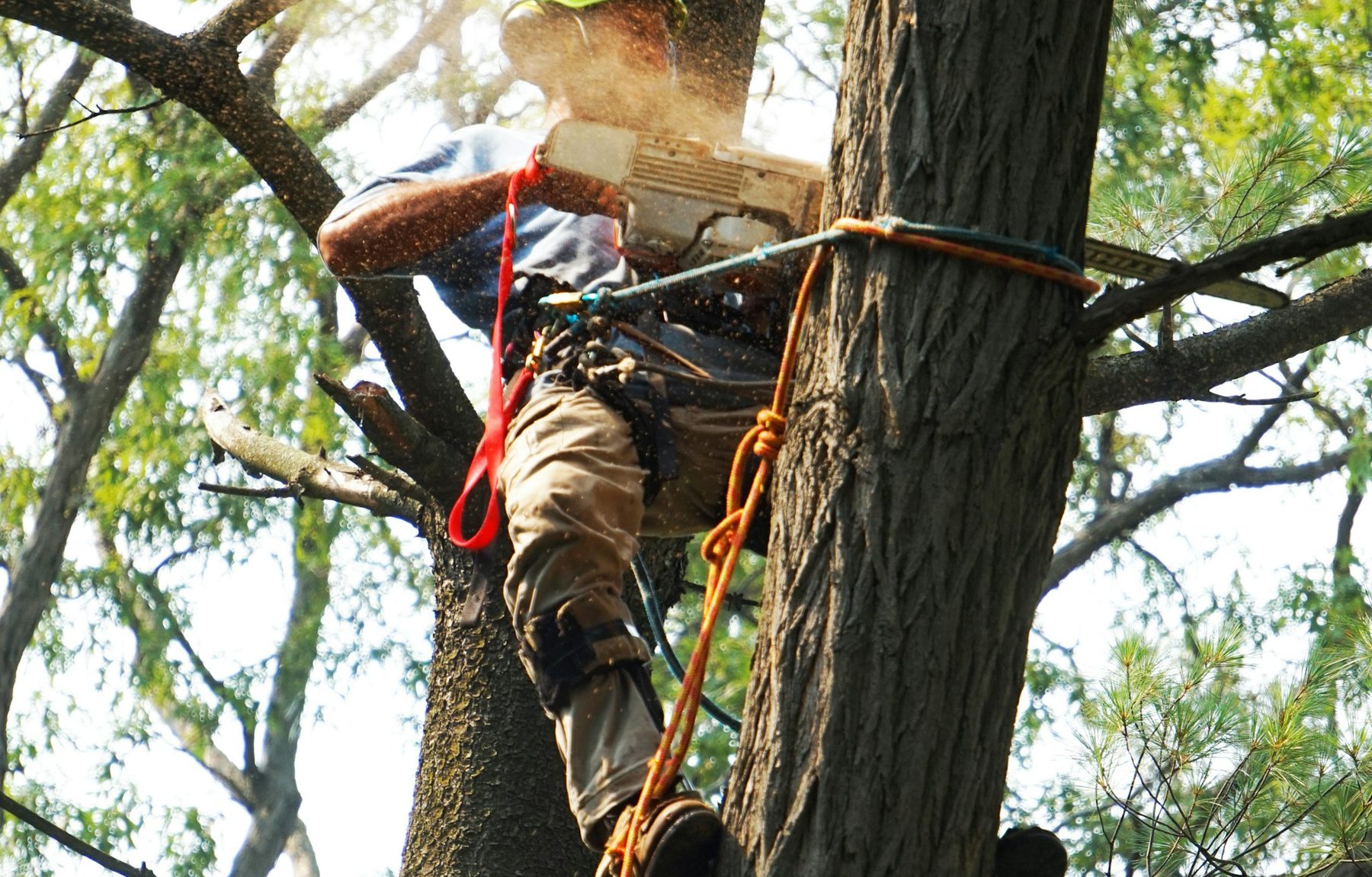 Arborist climbing high into a tree canopy, roped up and ready to work
